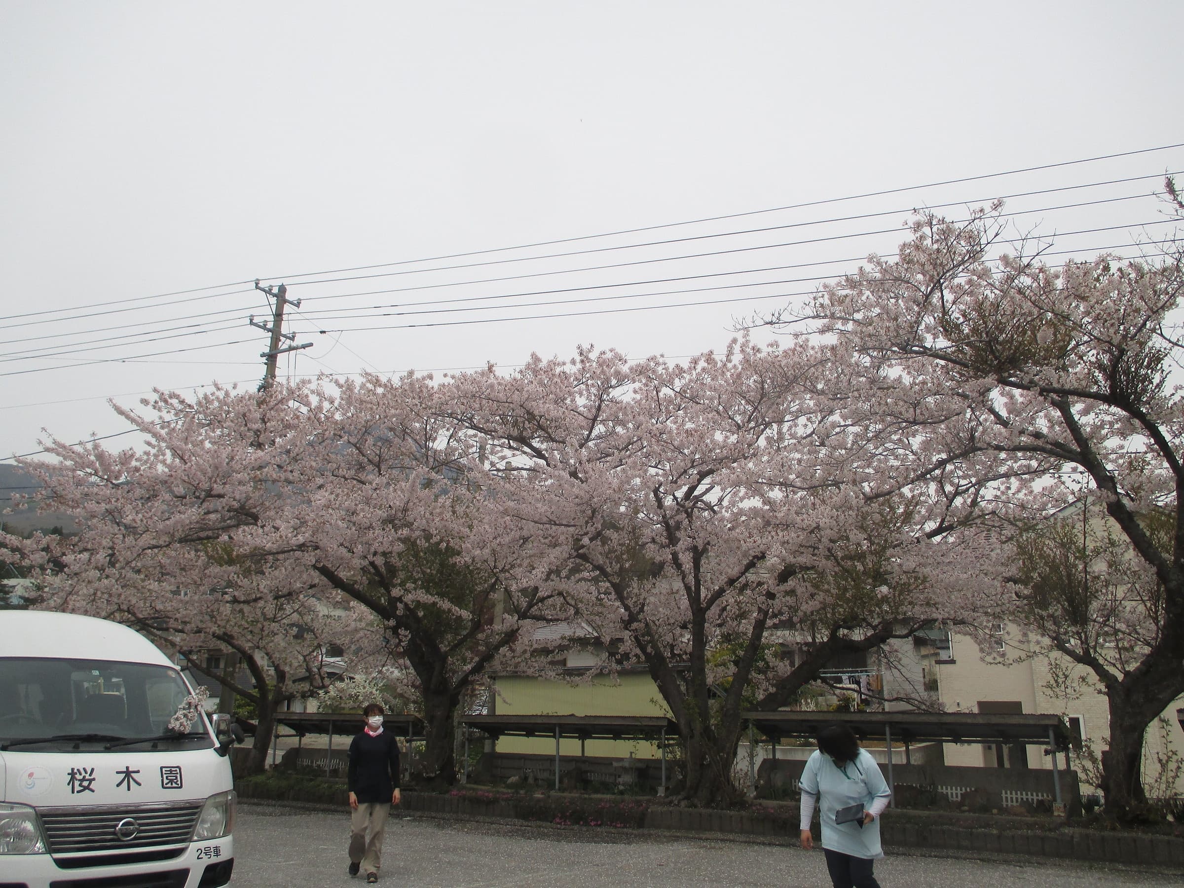お花見ドライブ２