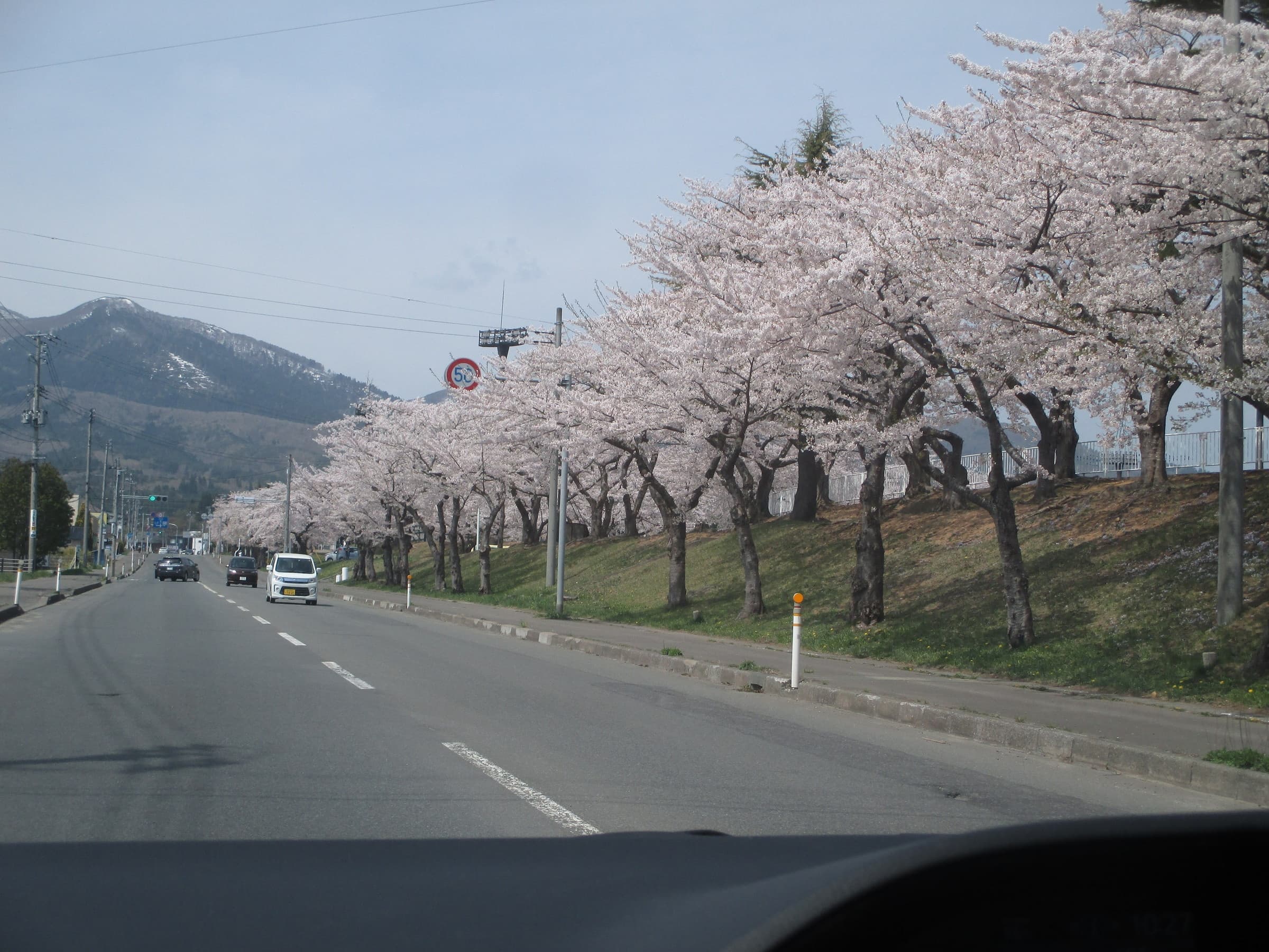 お花見ドライブ